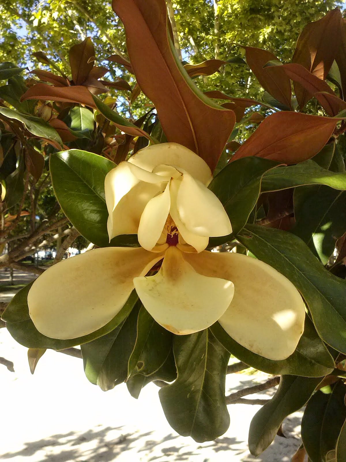 Magnolio (magnolia grandiflora)