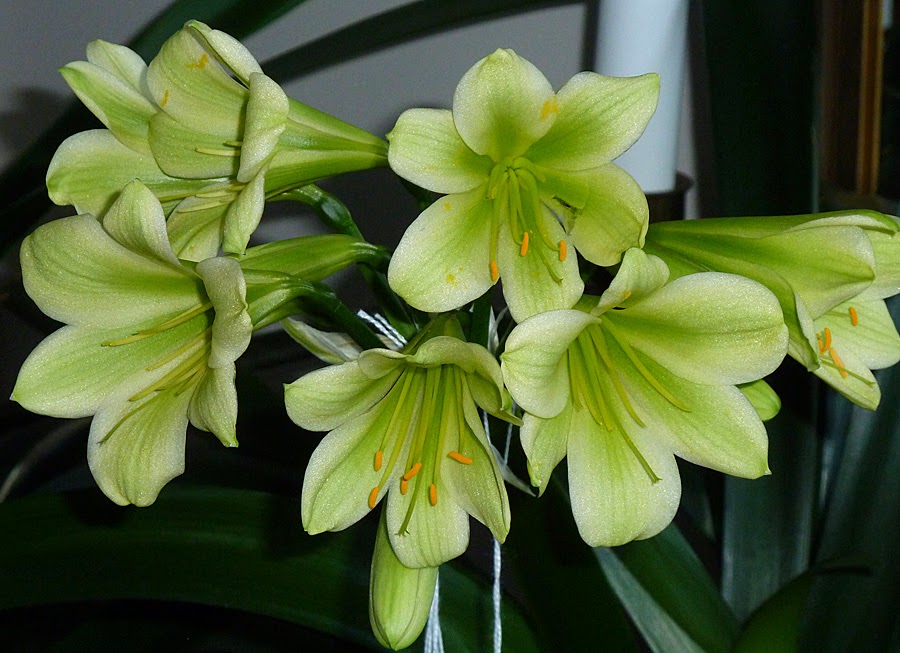 Flower Homes Clivia Flowers