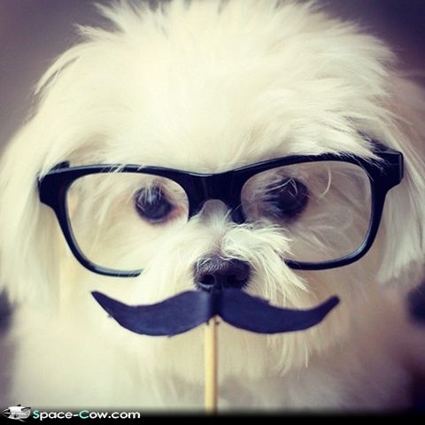 puppy with mustache puppy with mustache pictures puppy with mustache puppy with mustache pictures