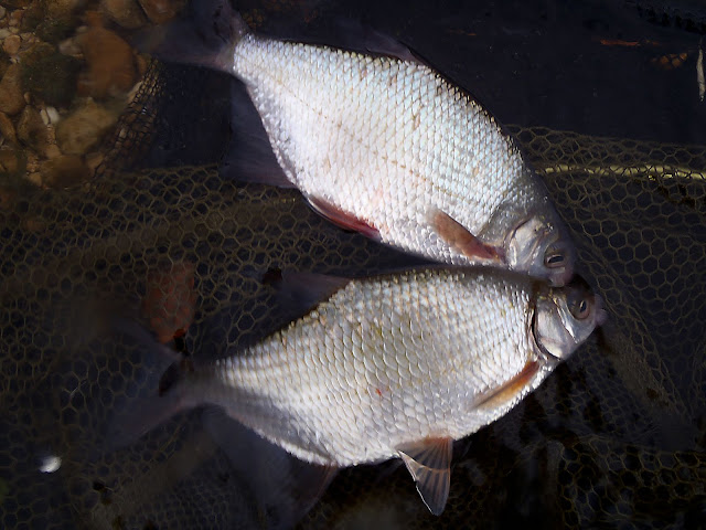 Thames silver bream