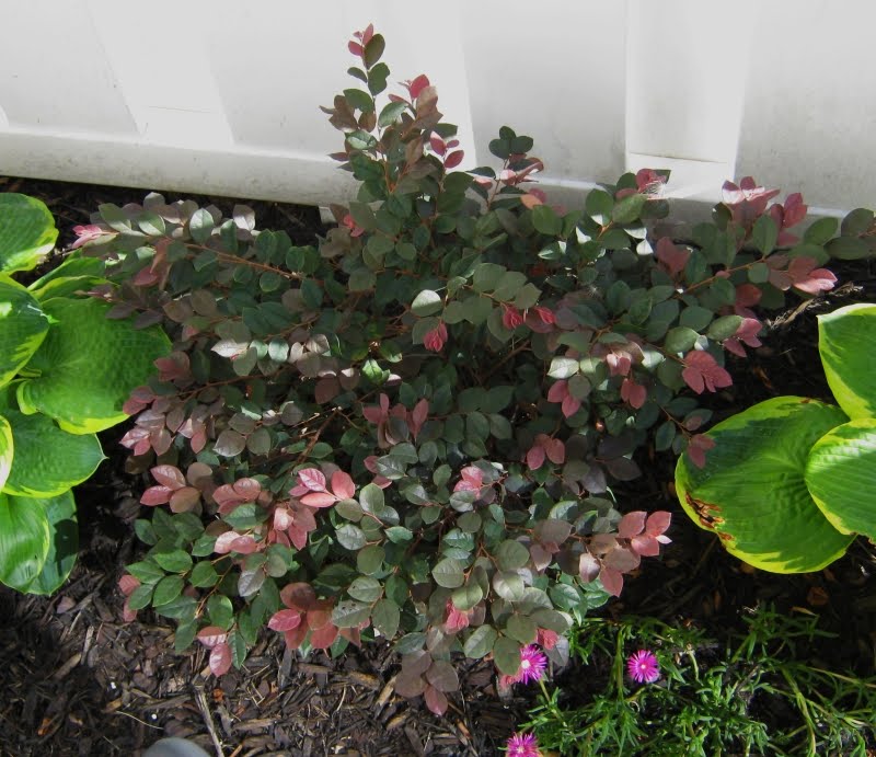 Loropetalum Burgundy Blast