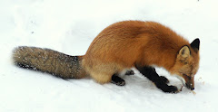 "Red Fox"