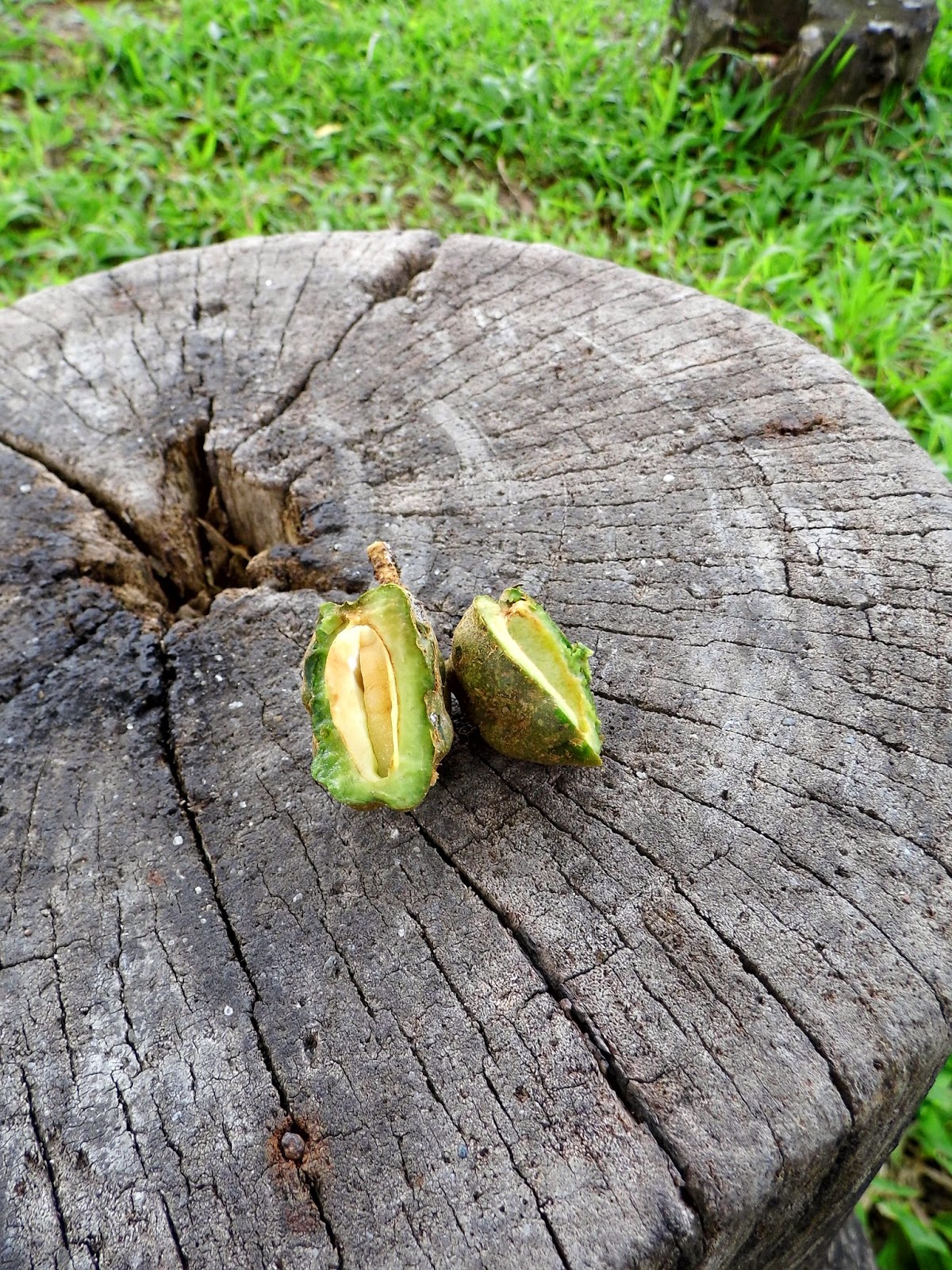Ferry The Explorer: Pohon-pohon di UNIVERSITAS SUMATERA ...