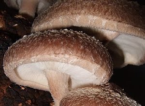 Datos Curiosos de los Hongos Shiitake