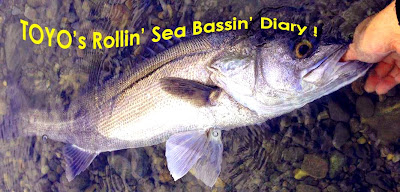 TOYO’s Rollin’ Sea Bassin’ Diary