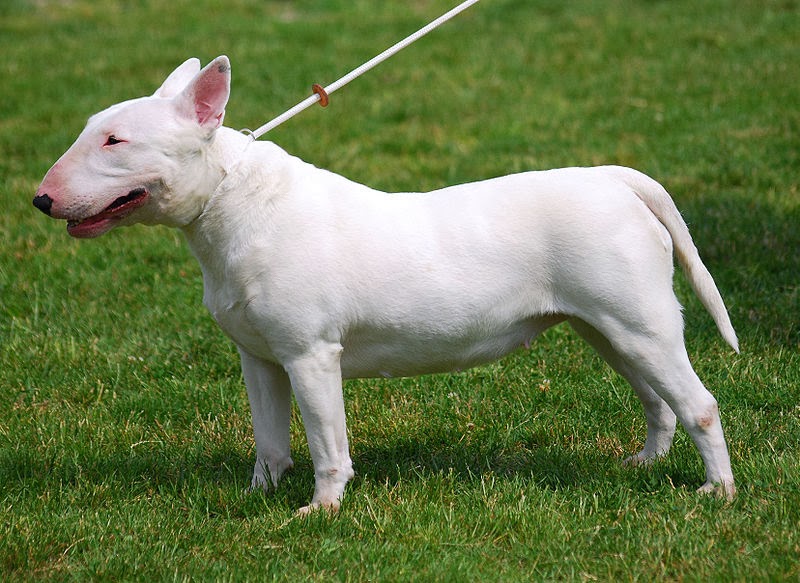 Bull Terrier Aggression Behavior Dog Breeds All types of dogs