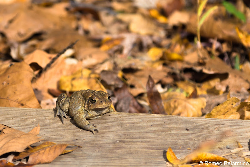 Toad Unfinished Railroad Loop Trail Manassas National Battlefield Park