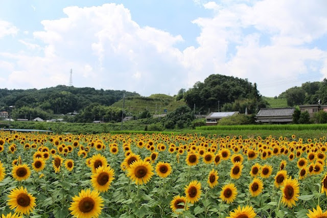 Wacame Blog ワカヤマカメラ 五條市ひまわり撮影会
