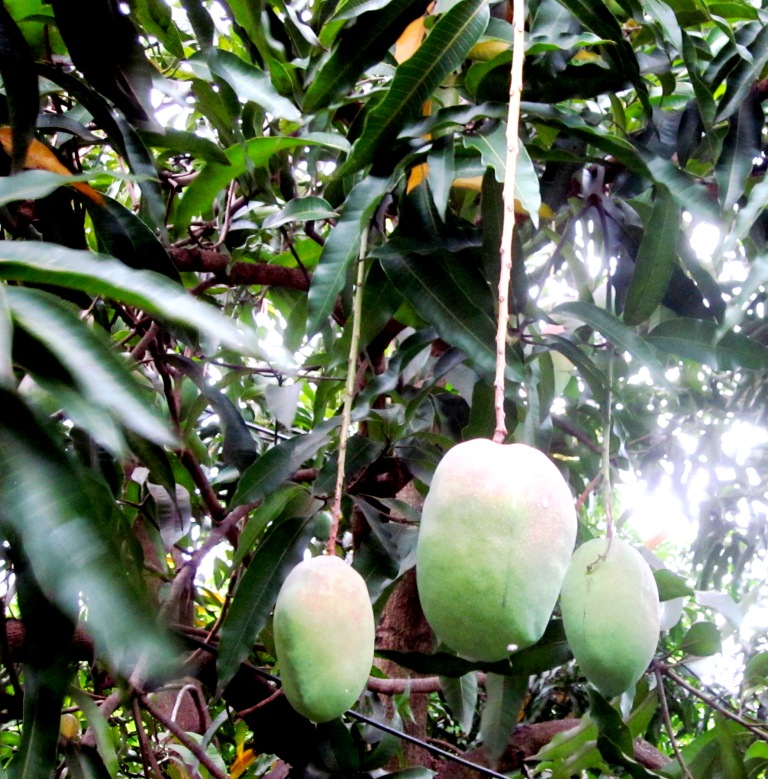 Robert's Tropical Paradise Garden Mango harvest time in South Florida
