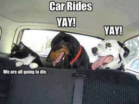 funny dog pictures 