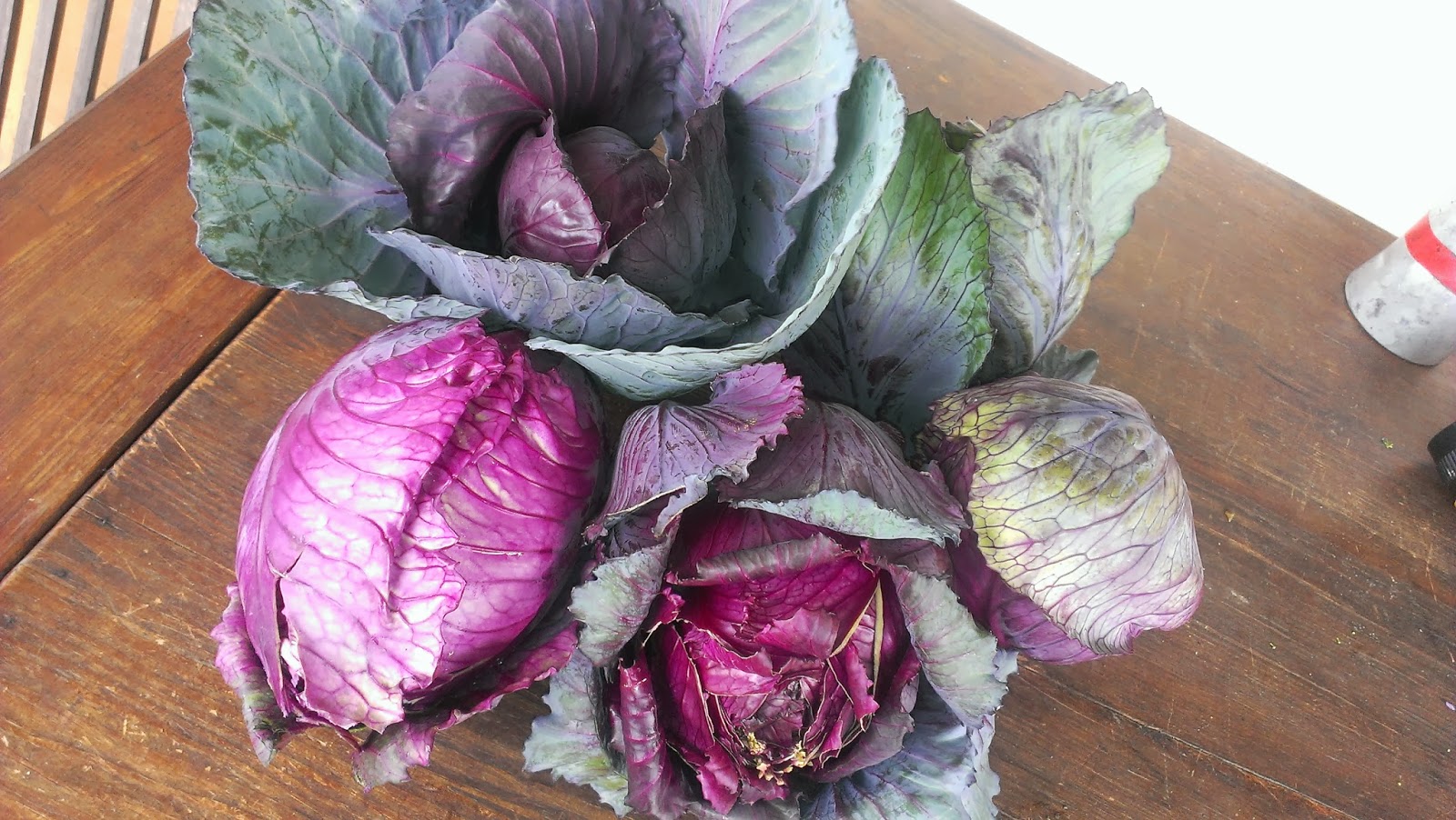 Glut a year in my patch Red Drumhead cabbage