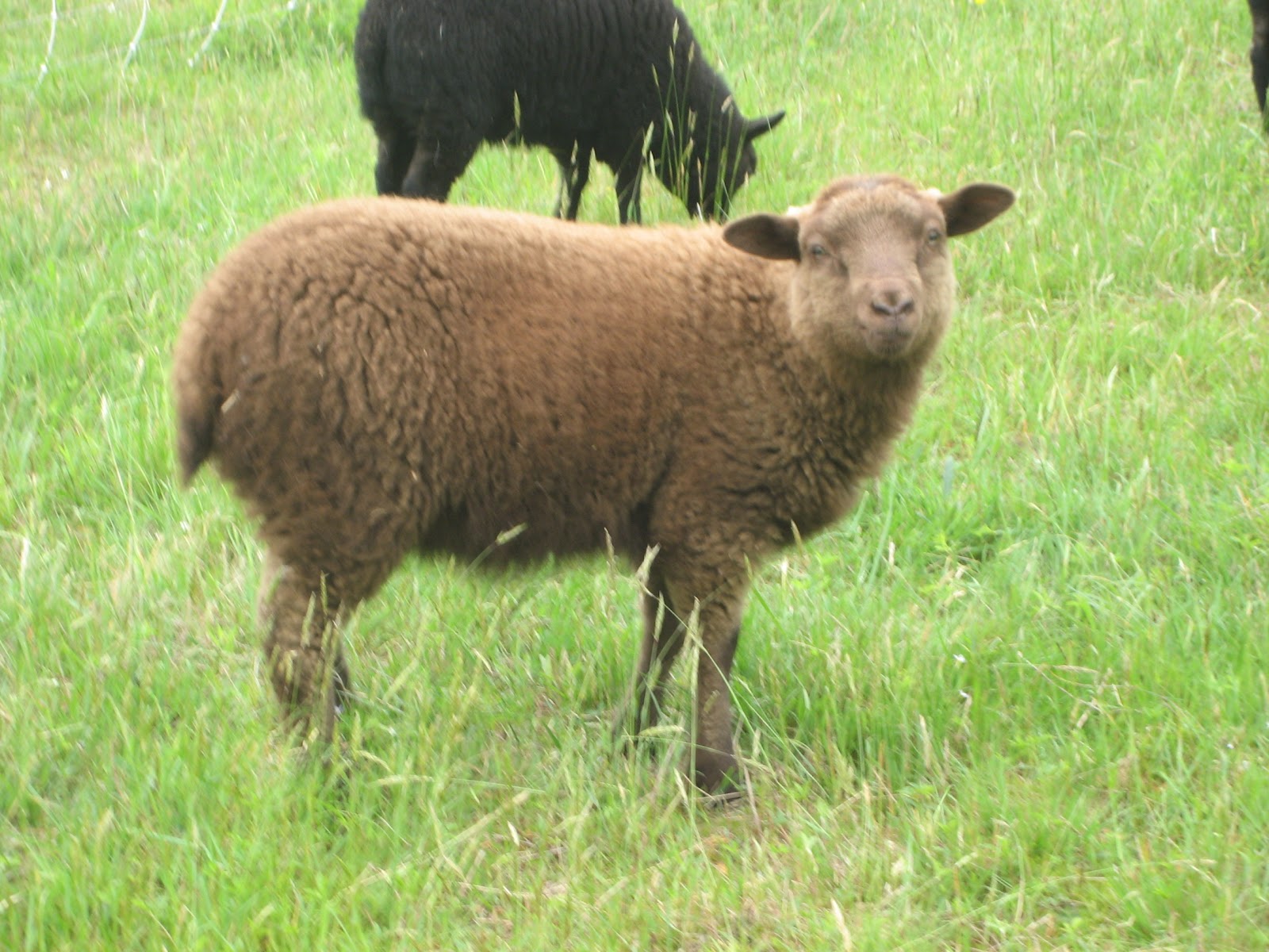 Old Home Crawford Farm Shetland Sheep for Sale