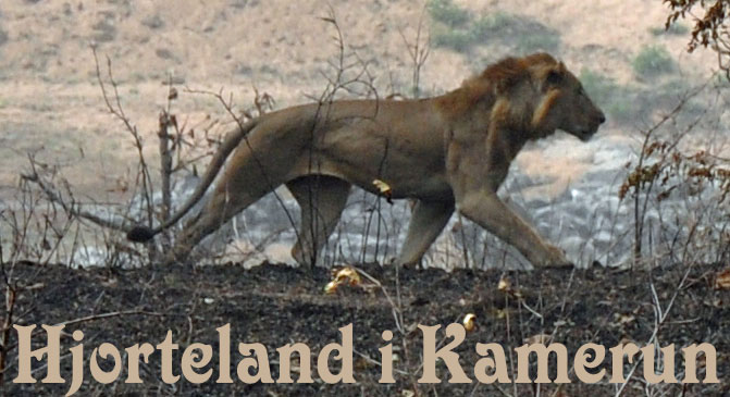 Hjorteland i Kamerun