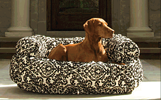 Choosing Designer Dog Beds