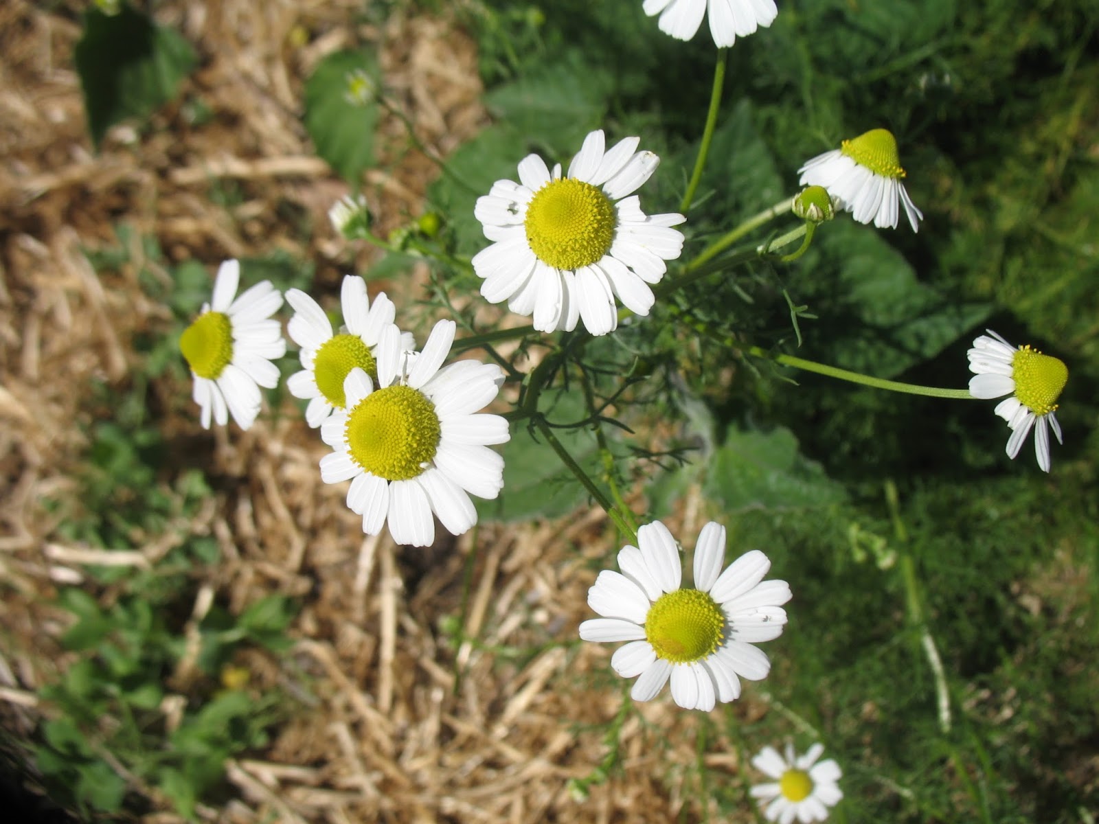 Sustainaburbia Home grown chamomile tea