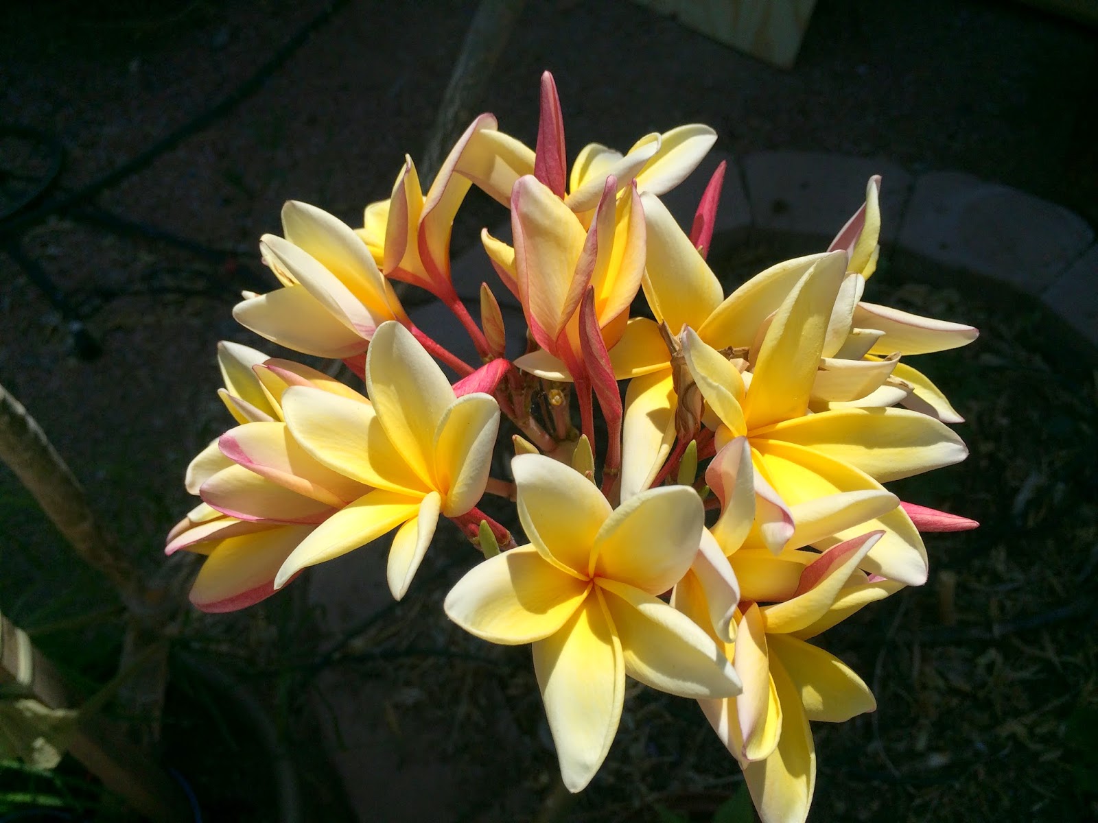Arizona Backyard Eden Plumeria and water lilies