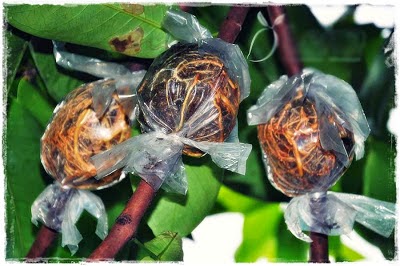 Hasil cangkok mangga Belajar Cara Mencangkok Tanaman buah Mangga dengan hasil 3 cangkok
