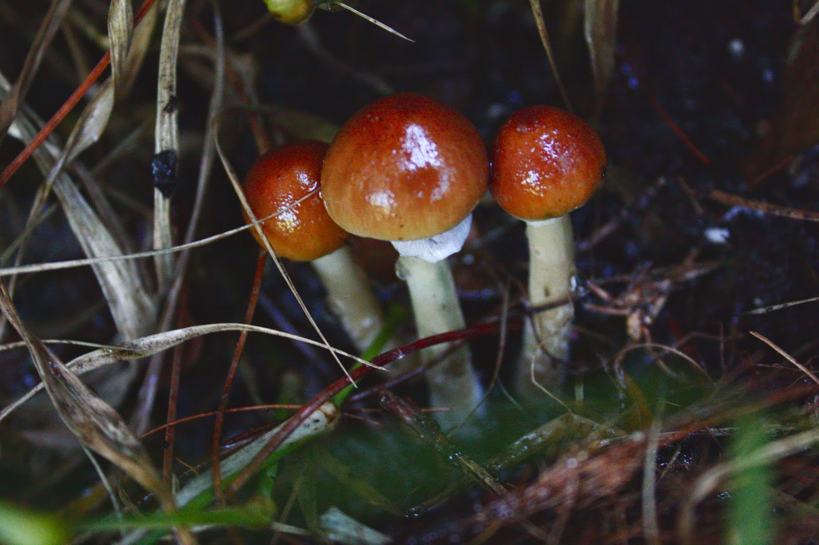 Florida Plantae & Fungi Psilocybin Cubensis Growing Freely in Florida