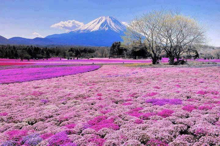 [Image: beautiful+spring+day+near+Mount+Fuji,+Japan..jpg]