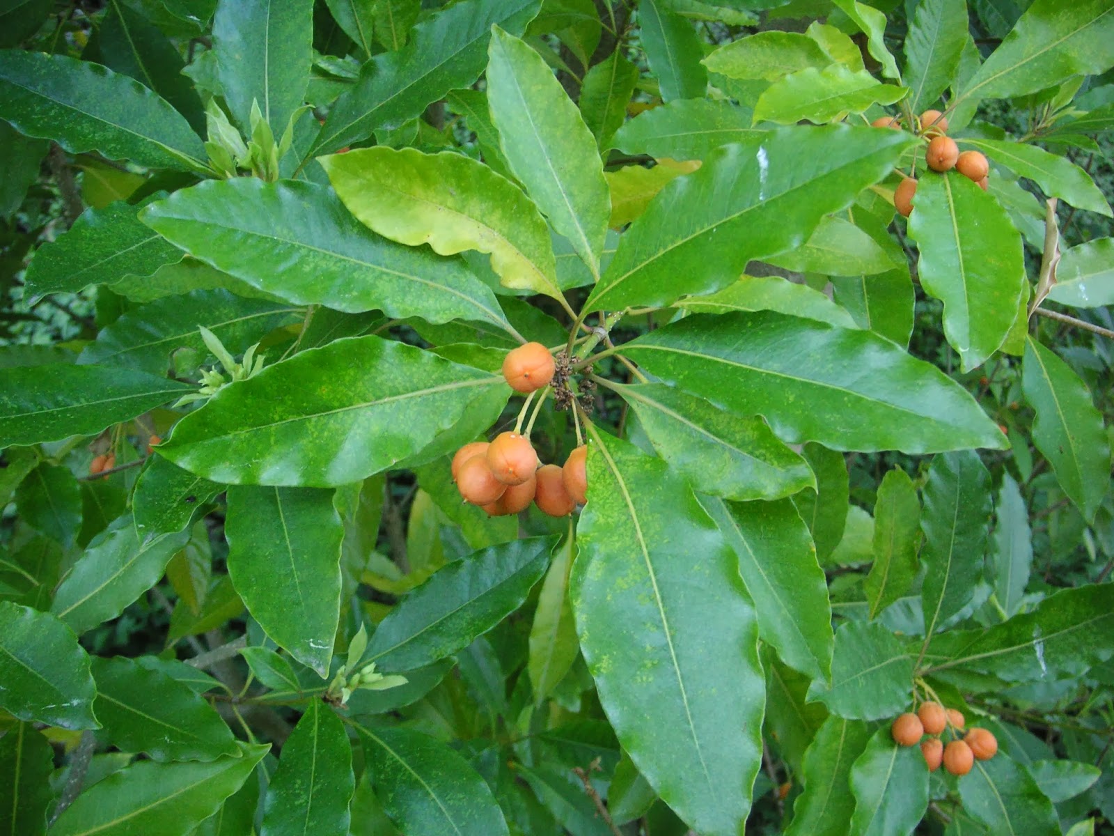 Native Laurel If Only All Weeds Were This Good Steemit