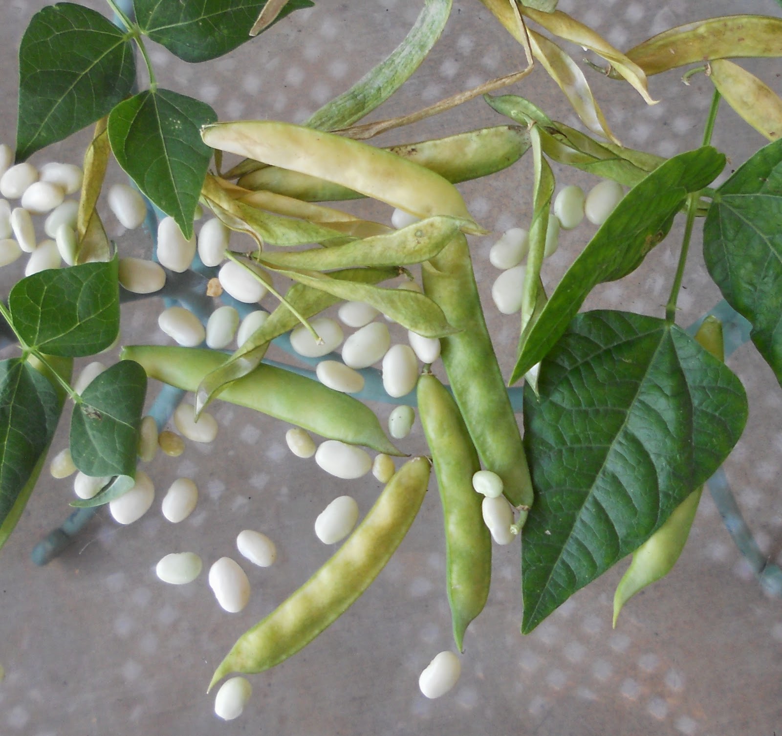 A Kitchen Garden in Kihei Maui Growing High & Low Desert Heirloom Beans
