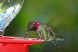 Feeding Anna's hummingbird