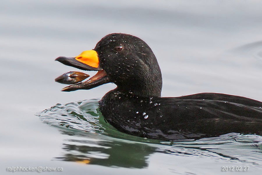 The Backyard Wildbird and Nature Store nanaimo bird report, October 20