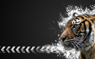 Tiger White & Grey HD Wallpaper