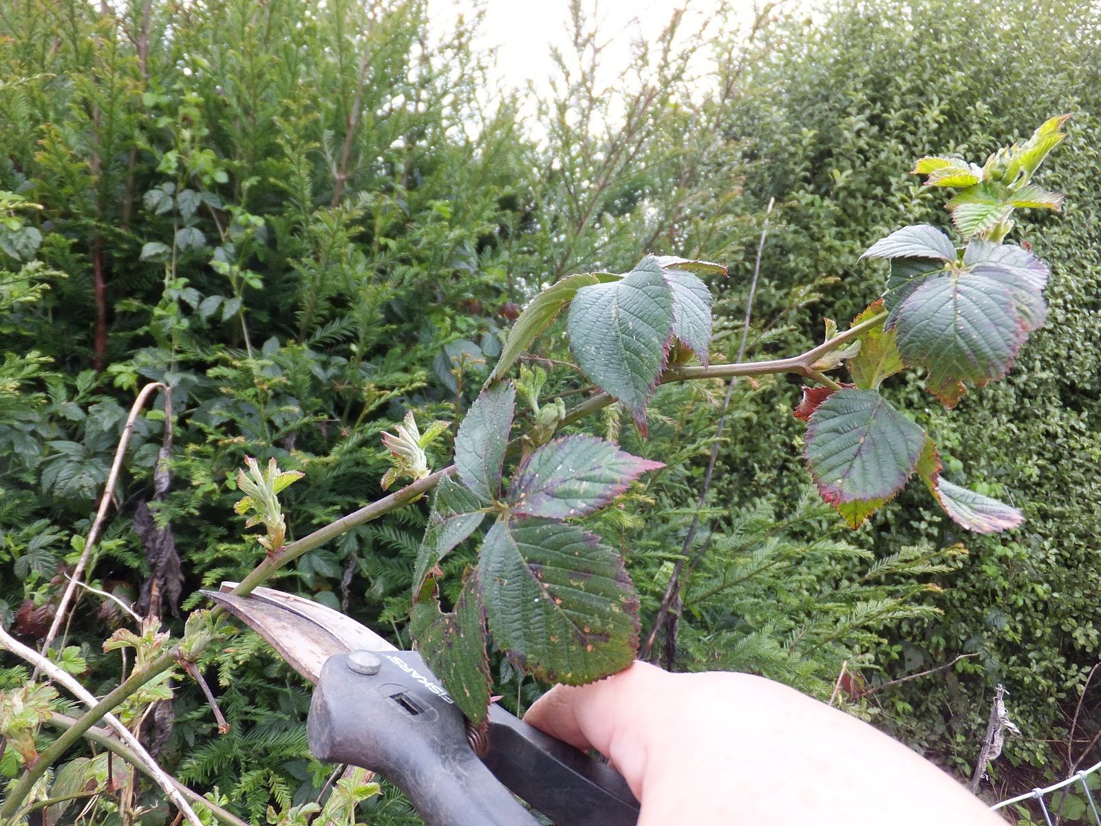 Kott in the Garden Propagating Blackberries From Cuttings