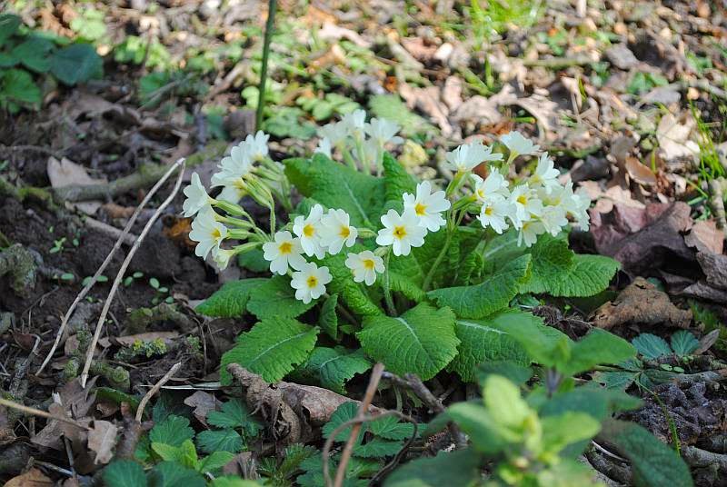 [Bild: primula+veris_200327.jpg]