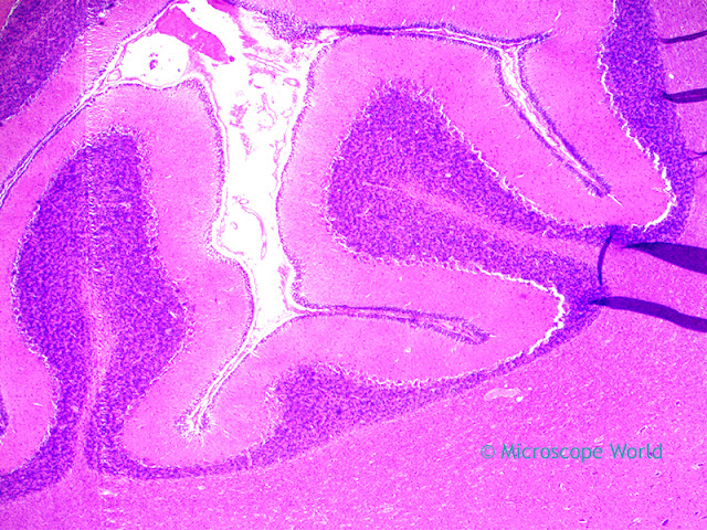 Cererbellum under the microscope at 40x. Microscopy image of the cerebellum under the microscope at 40x.