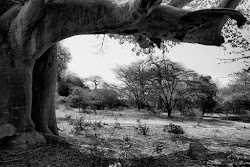 ARBRE DEL TEMPS