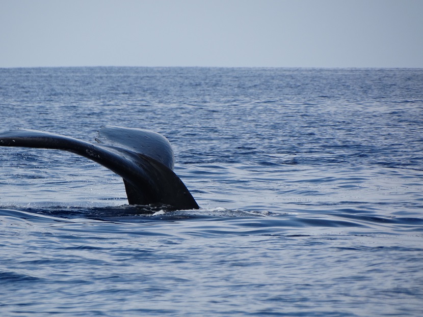 Ultimate Whale Watch Maui Lahaina