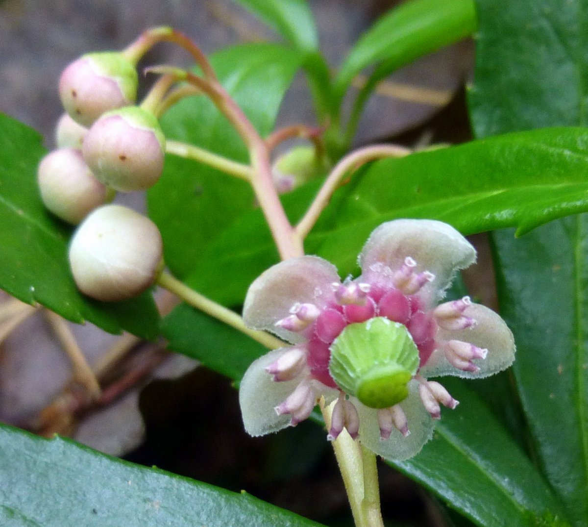 Pipsissewa (Chimaphila Umbellata) Overview, Health