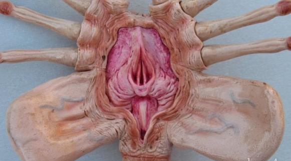 alien-face-hugger-1-1-posable-prop-figur