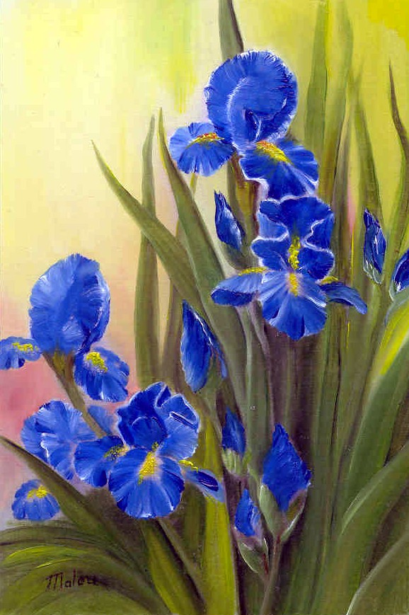 iris bleues