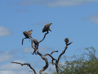 langs Krugerpark gravel roads