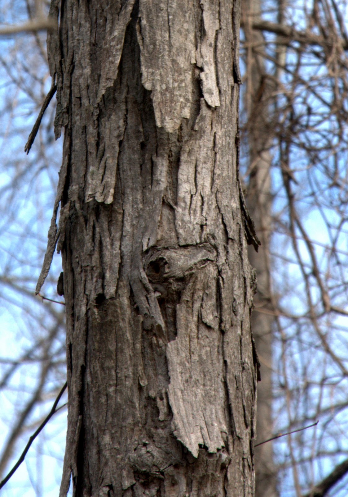 Getting to Know Bark, Winter 2011, Articles