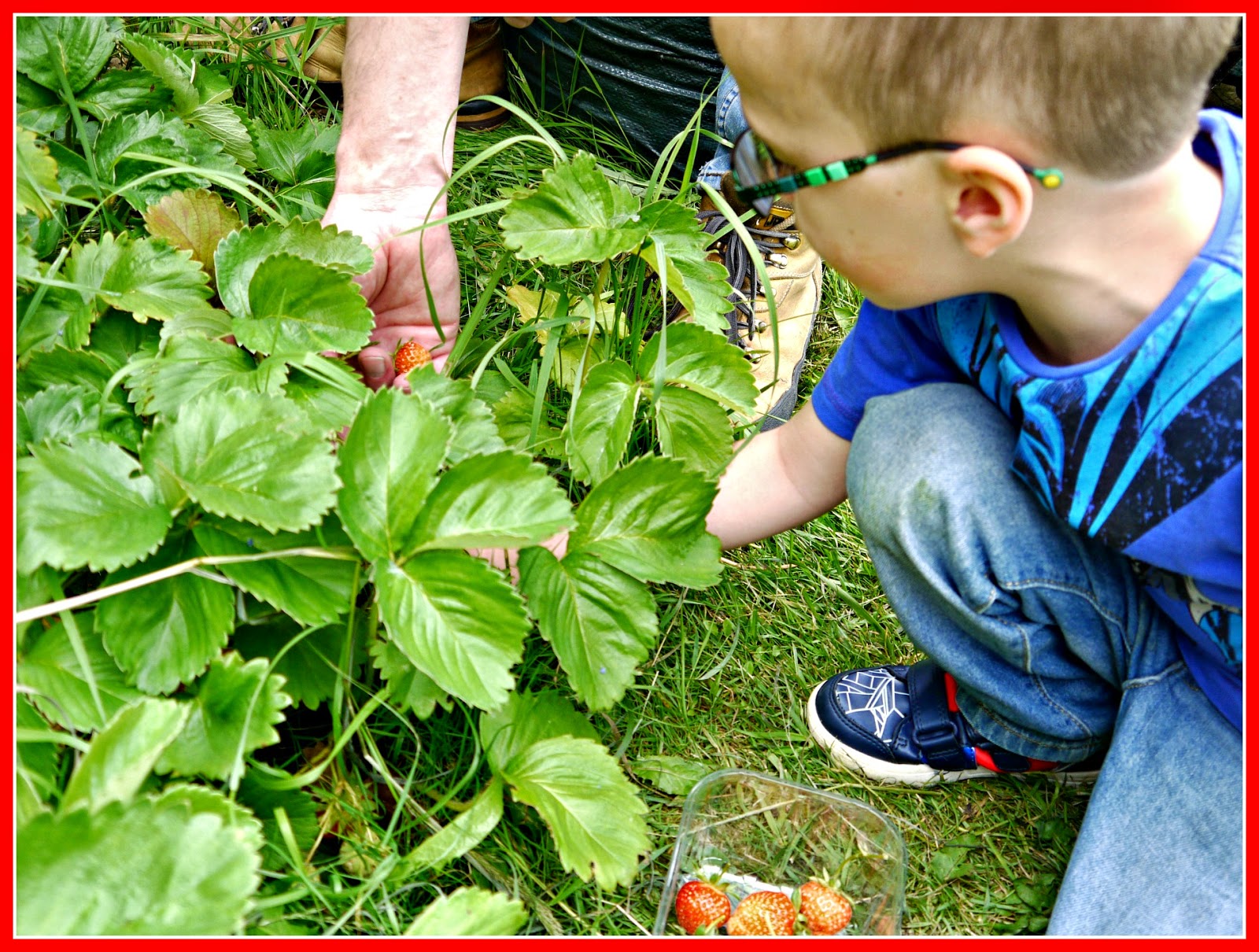 Picking Strawberries strawberry