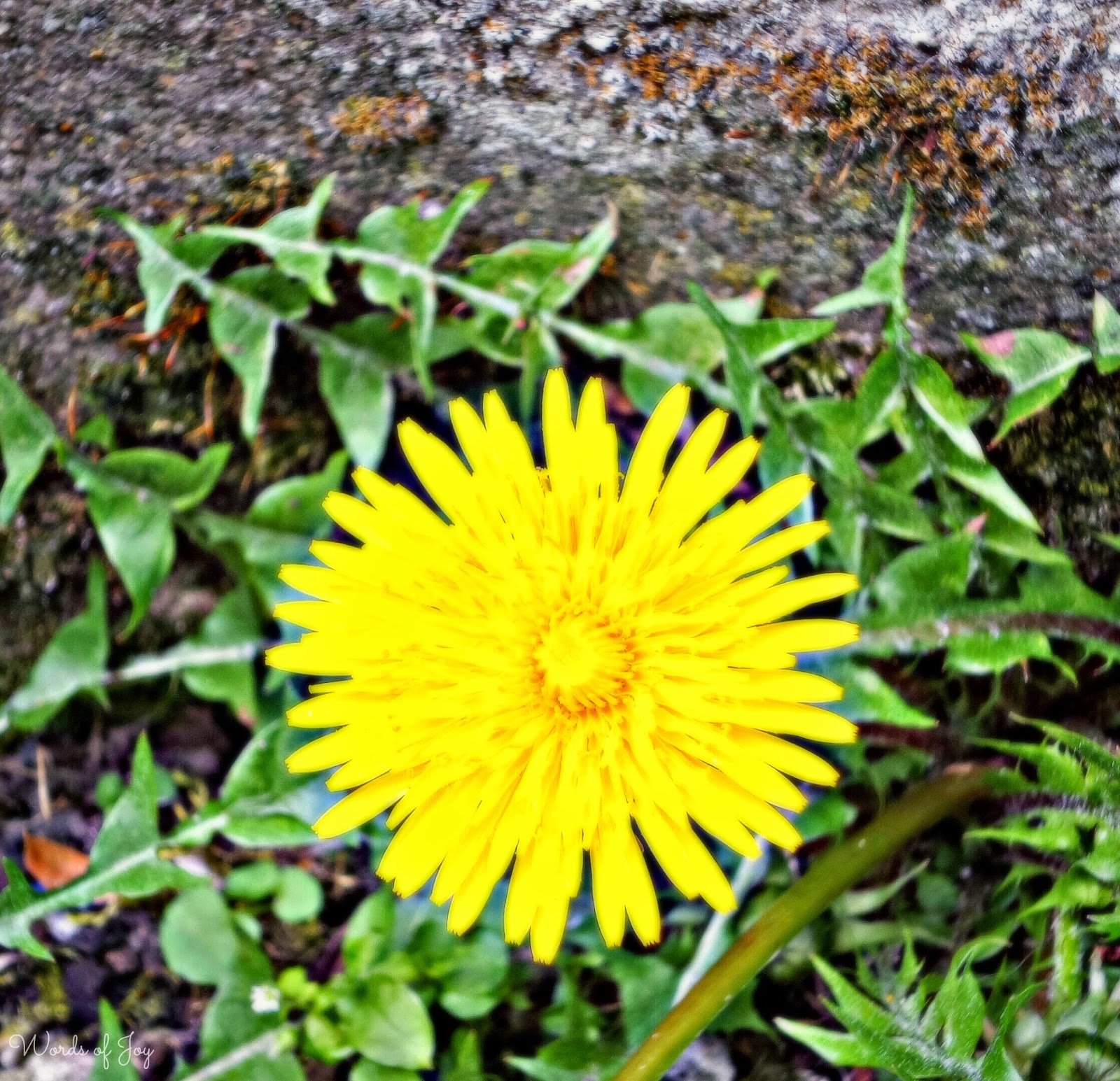 Words of Joy Weeds are flowers too