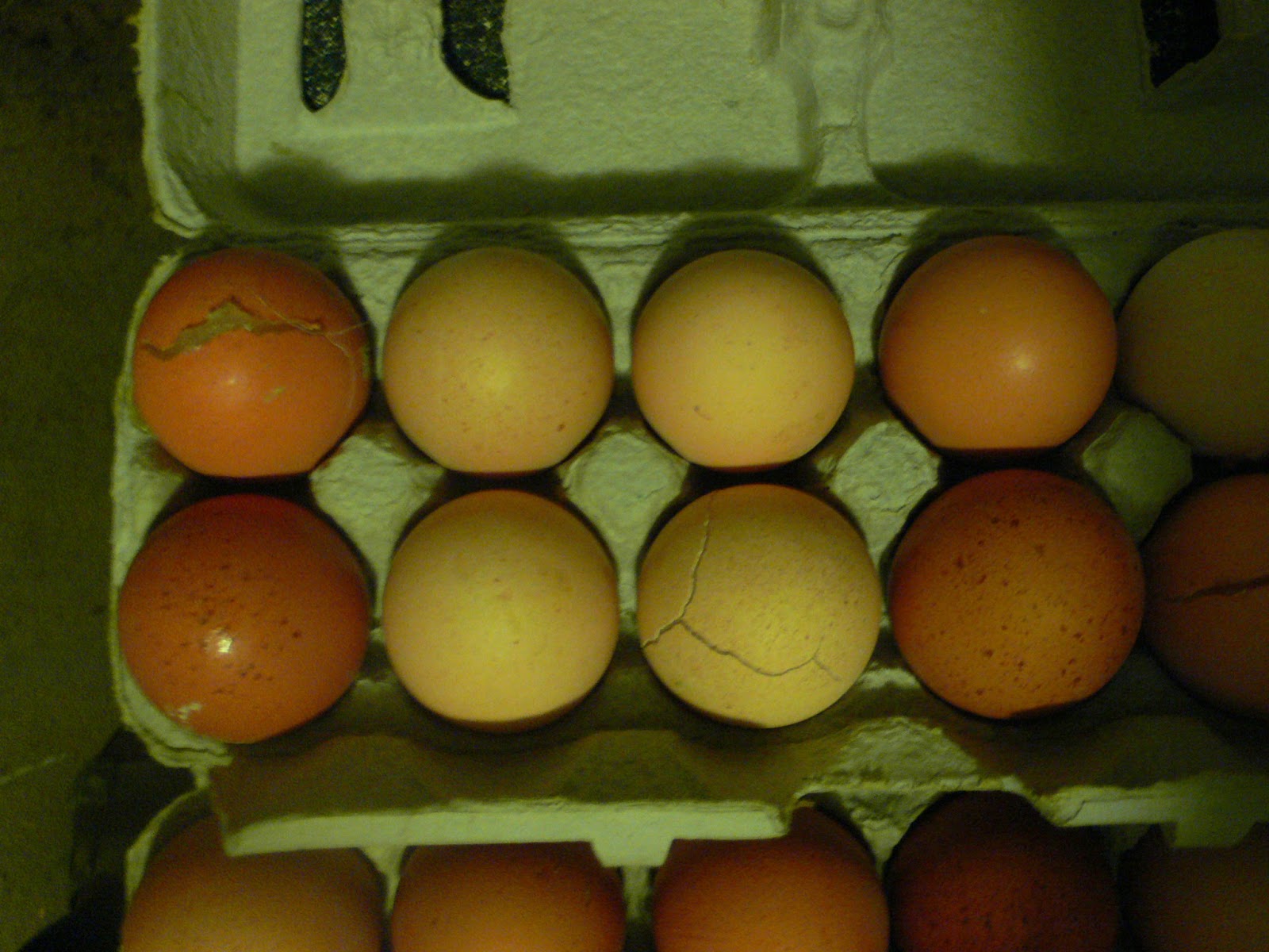 Ewe & I Farm Frozen eggs