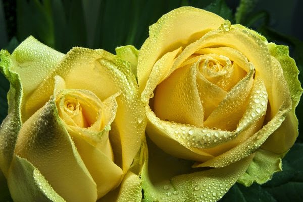 beautiful yellow rose flower blossom and in the morning dew flush