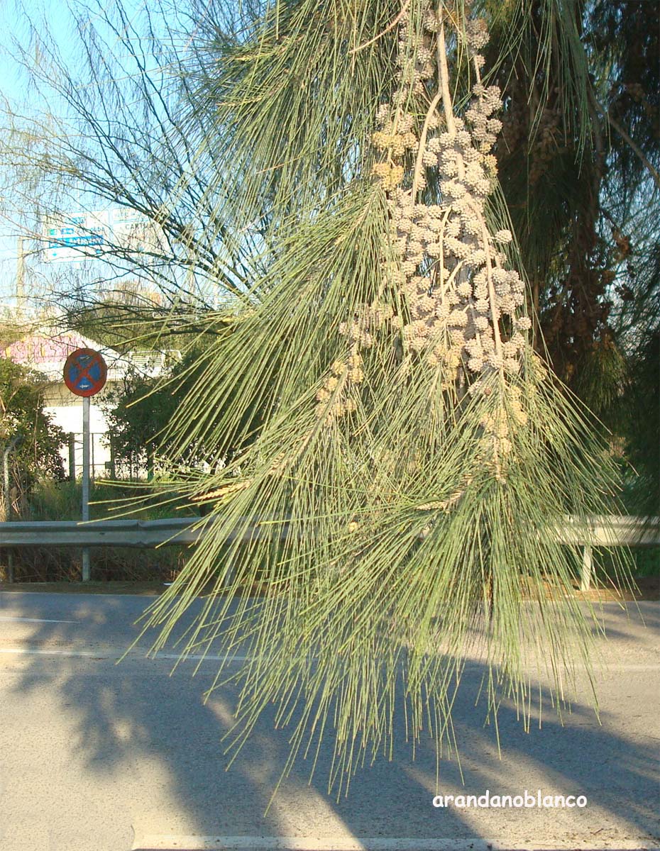 elarbolmiamigo-encinarosa: Casuarinas / Casuarina equisetifolia / Pino