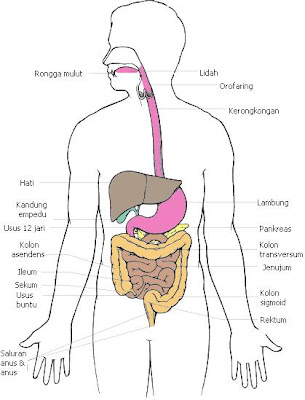 Tempat Penyerapan Sari Sari Makanan Rasanya