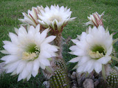 Cactus contento
