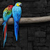 Pair Of Parrots Loving together