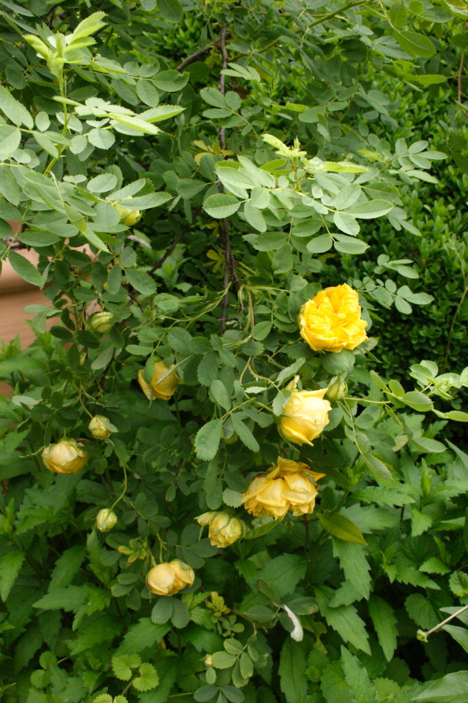 My Virtual Maryland Garden Rosa hemisphaerica the sulfur rose