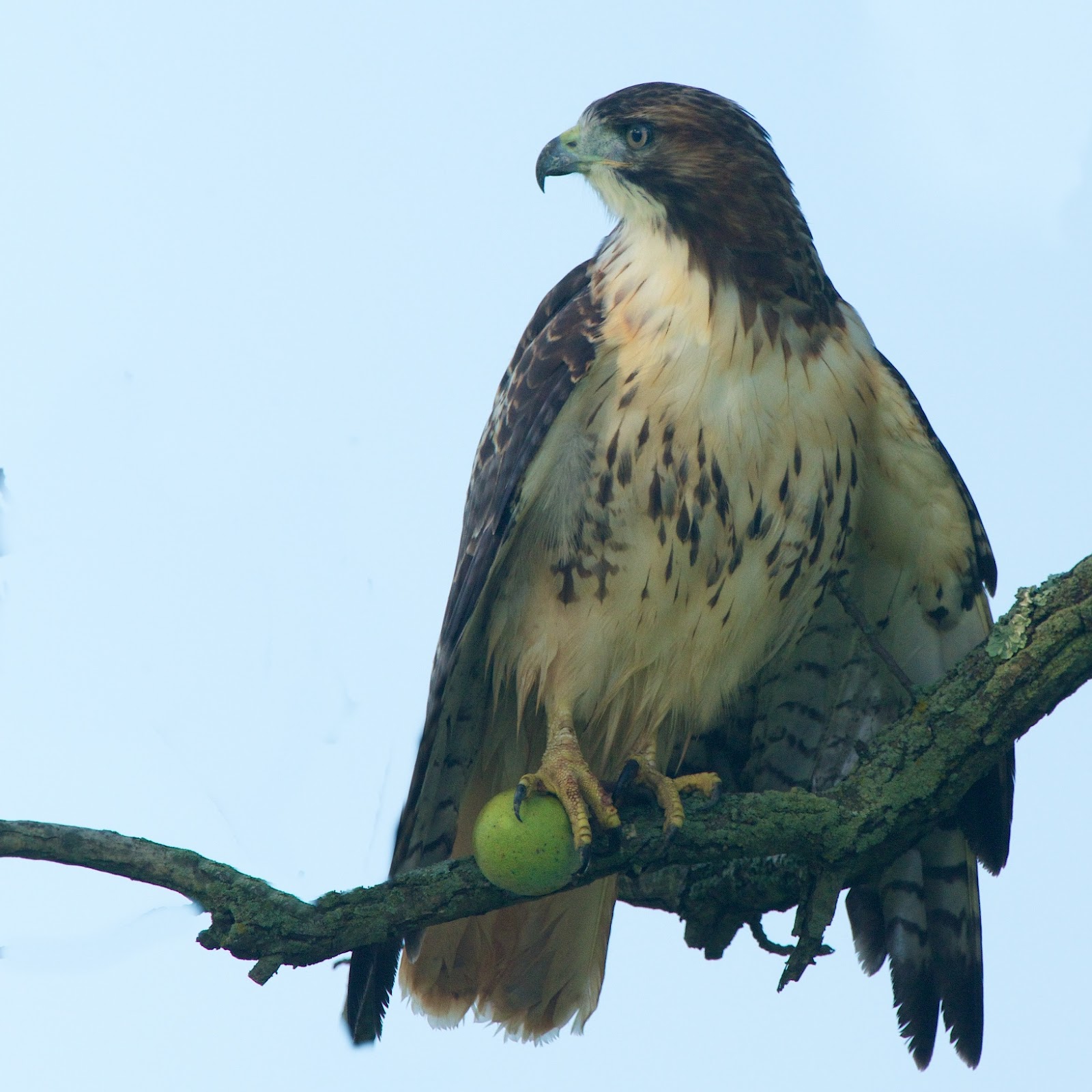 Back in the U.S.A. Hawk with Green Walnut