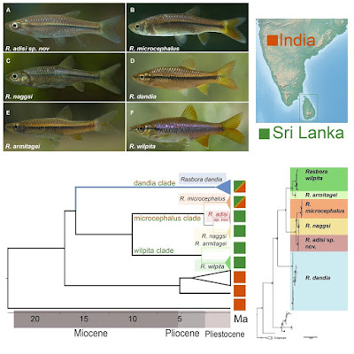 Rasbora adisi