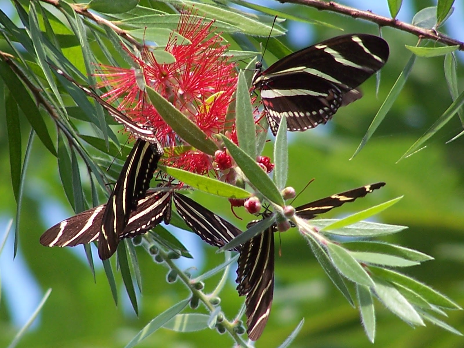 Weeping Bottlebrush Melaleuca Viminalis Flowers Carrington
